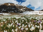 32 Il bianco dei crocus e della neve...